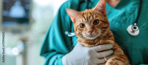 Veterinarian doctor with stethoscope holding cat in postoperative bandage after surgery.
