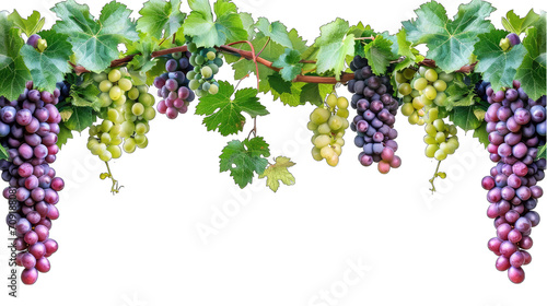 Grapevine graphic border, bunch of grapes Transparent background