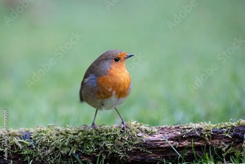Robin bird (erithacus rubecula) in Winter. Posed on a log, on the ground, in British back garden in Winter. Yorkshire, UK