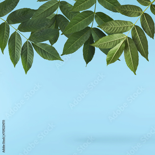 Fresh green Ash tree leaves falling in the air isolated