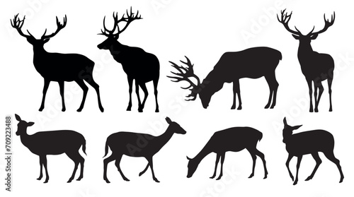 Vector set of black standing and walking deer and doe silhouettes on white background