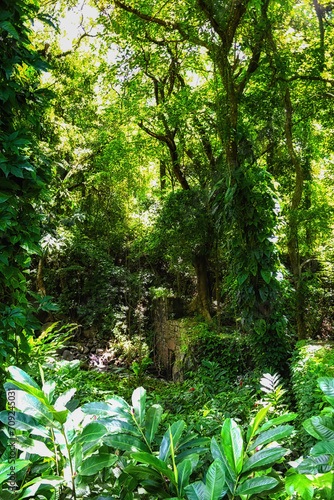 Dark View Falls in St. Vincent and the Grenadines.