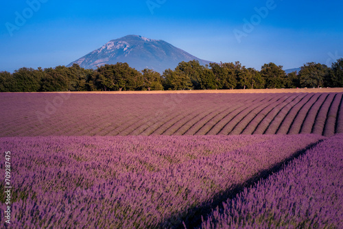 Lavender field and a mountain as seen on Valensole plateau