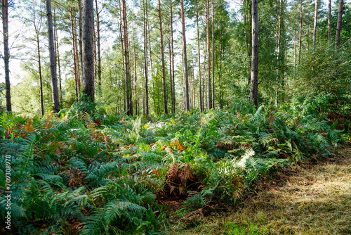 View of bracken and ferns in woodland in the summer