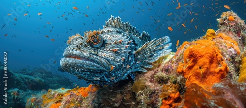 Image of stonefish in blue waters of San Cabo de Lucas, Baja California, Mexico. Scuba diving and snorkeling for marine life and animal photography.