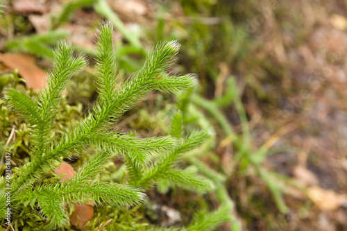 Widłak Gozdzisty, Lycopodium clavatum, common club moss