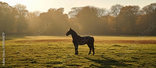 Horse roaming Scadbury Park, Chislehurst.