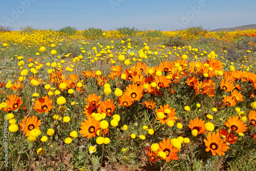 Colorful spring blooming wildflowers, Namaqualand, Northern Cape, South Africa.