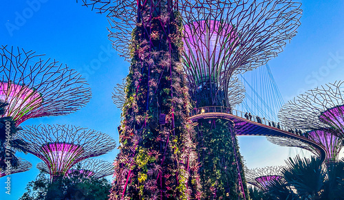 Lit up Supertree Grove in Singapore