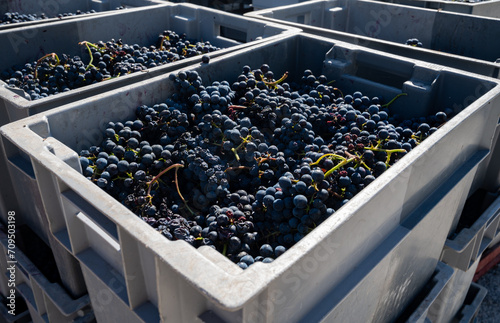 Plastic boxes with grapes, harvest works in Saint-Emilion wine making region on right bank of Bordeaux, picking, sorting with hands and crushing Merlot or Cabernet Sauvignon red wine grapes, France