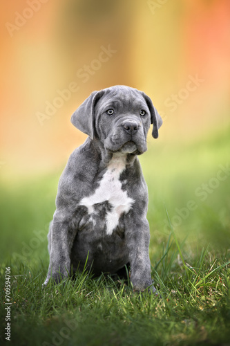 beautiful grey cane corso puppy sitting on grass outdoors