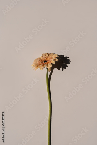 Beautiful pastel peachy gerbera flower. Aesthetic minimal floral composition with copy space
