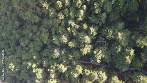 Aerial panoramic view of forest on rocky mountain slope - Ai Petri, Yalta, Crimea. Abstract aerial nature forest and mountains. Weather and Climate Change. Vacation, travel and holiday concept