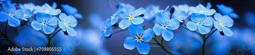 Two photos of blue forgetmenot flowers with blurry backgrounds, in the style of abstract organic shapes, subtle atmospheric perspective, topcor 58mm f/1.4, bio-art, wimmelbilder, shaped canvas, rangef