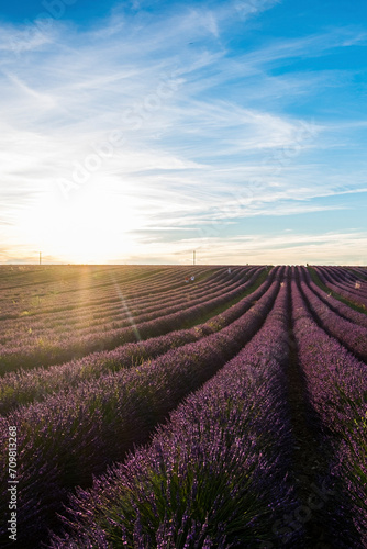 Sunset view of lavender field. Travel scenic destination.