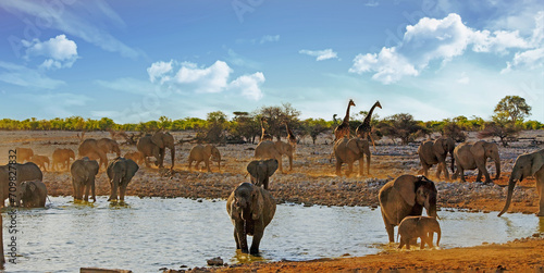 Very large herd of Elephants and giraffe at Okaukeujo waterhole along with giraffe in the background - lit by golden sunlight with dust shrouding some of the elephants. 