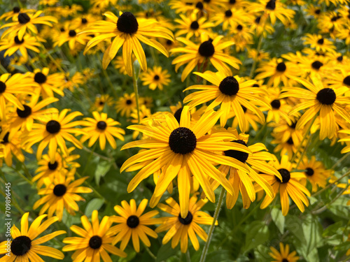 Coneflower, Rudbeckia, hirta