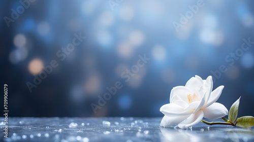 White gardenia flower on isolated bokeh background with copy space for text placement