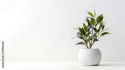 a potted plant in a stylish vase against a flawless white background, captured in high definition.