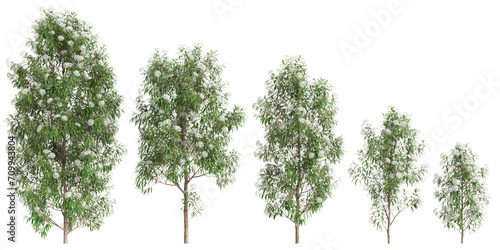 3d illustration of set Backhousia citriodora tree isolated on transparent background