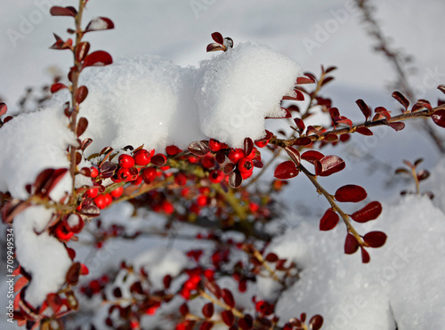 Irga pozioma pod śniegiem, Cotoneaster horizontalis, irga zimą, red berries in the snow in a winter sunny day, Cotoneaster bush with red berries covered with white snow. Cotoneaster fruits under snow 