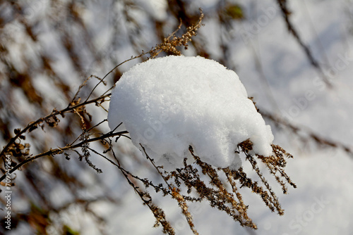 nawłoć pod śniegiem, Nawłoć kanadyjska zimą, Solidago canadensis, Solidago under the snow, Withered plants under snow, Solidago dried flowers on winter under snow