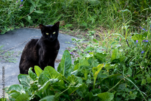 gato negro, ojos felinos