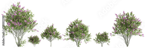 3d illustration of set Syringa vulgaris flowering isolated on black background