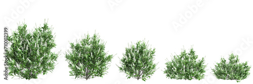 3d illustration of set Clethra alnifolia bush isolated on black background