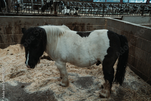 Pony ona farm inside the barn