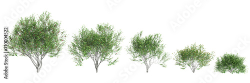 3d illustration of set Pistacia lentiscus tree isolated on black background