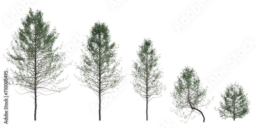 3d illustration of set Pseudotsuga menziesii tree isolated on white background