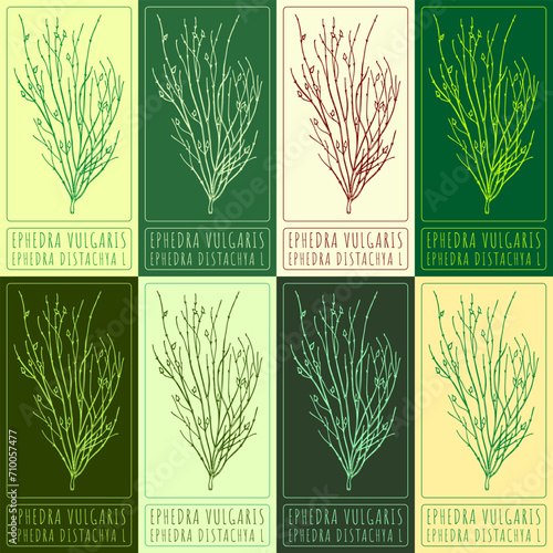 Set of vector drawings of EPHEDRA VULGARIS in different colors. Hand drawn illustration. Latin name EPHEDRA DISTACHYA L.