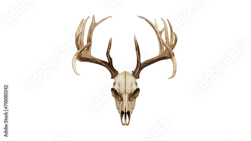 Deer, Buck Skull Wildlife Elegance. Majestic Deer Skull with Antlers - PNG Clipart for Hunting and Trophy Design Art.
