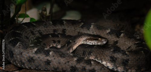 Neuwied's Lancehead (Bothrops neuwiedi) - Viper Snake