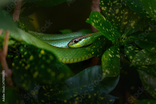 South American Green Racer Snake (Philodryas olfersii)