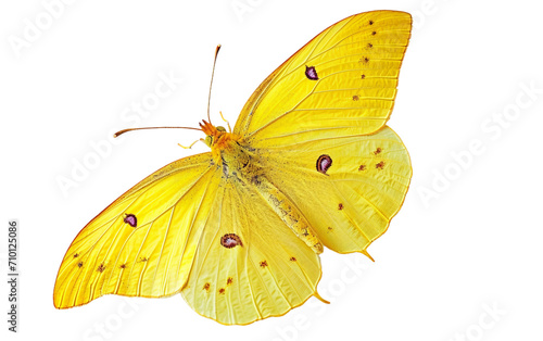 Cloudless Sulphur Butterfly on Transparent Background