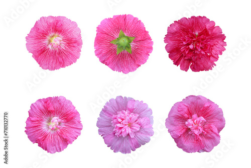 Hollyhock flower collection isolated on white background