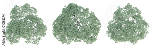 Top view of Albizia saman tree isolated on transparent background, 3d render illustration.