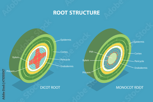 3D Isometric Flat Vector Illustration of Root Structure, Plant Anatomy