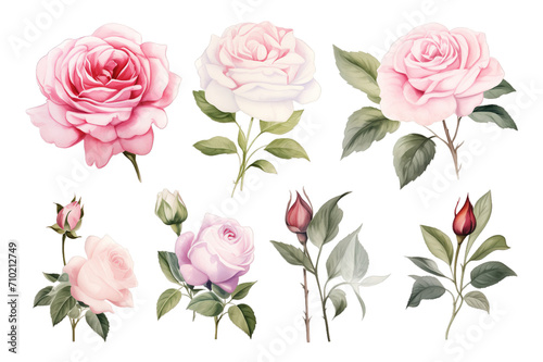 Collection of set watercolor white and pink rose flower isolated on transparent background. PNG file, cut out