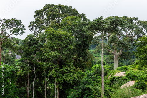 Idanre forest reserve in Ondo State, south west of Nigeria.