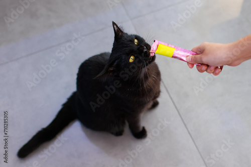 Closeup shot of mature small domestic pure black kitten shorthair pet cat with yellow eyes sitting posing using paws grabbing tongue out licking biting feline treat from unrecognizable owner hand