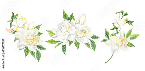 Watercolor white gardenia bouquet isolated on transparent background. Hand painting illustration for interior decoration, textile printing, wedding, printed issues, invitation and greeting cards