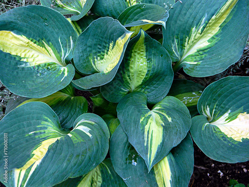 Hosta (funkia) bylina o ozdobnych liściach, odmiana Lakeside Cupcake