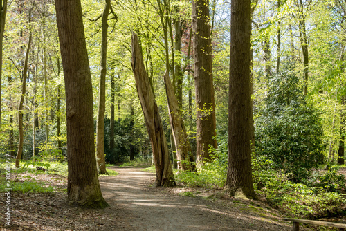 Path in woodland near Hilverbeek in Spanderswoud between Hilversum and 's Graveland, Netherlands