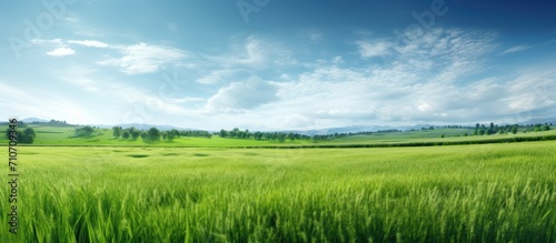 Panoramic meadow. Summer good weather natural scenic panorama green field.