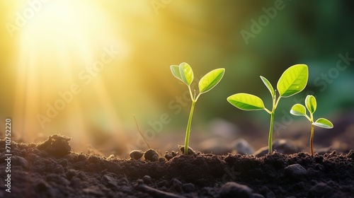 sequence of growth of young plants in nature and sunlight, natural tree growth.