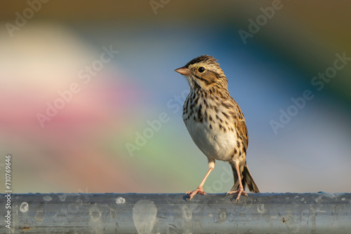 sparrow sitting on a fence
