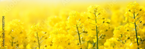 Close-up of a rapeseed field. Rapeseed oil advertisement